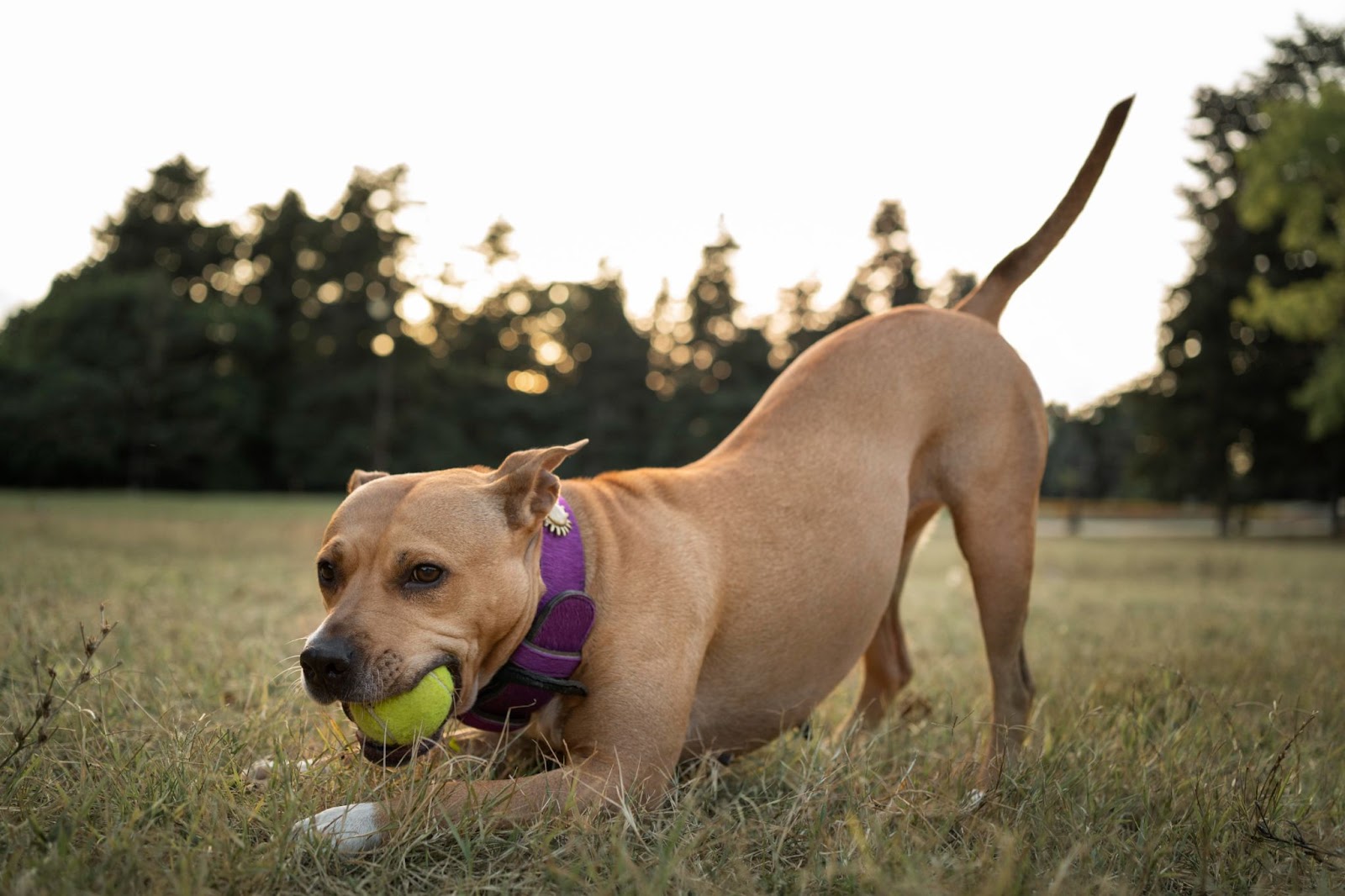 Cachorro brincando com bolinha em uma área verde