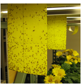 Text Box: Fly paper in greenhouse. Source: Berkeley Lab EHS. 