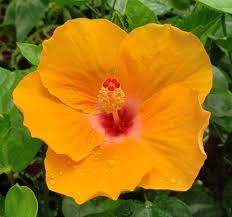 Orange Lagos Tropical Hibiscus - 4' to 8'H Medium-Sized Shrubs - Almost Eden