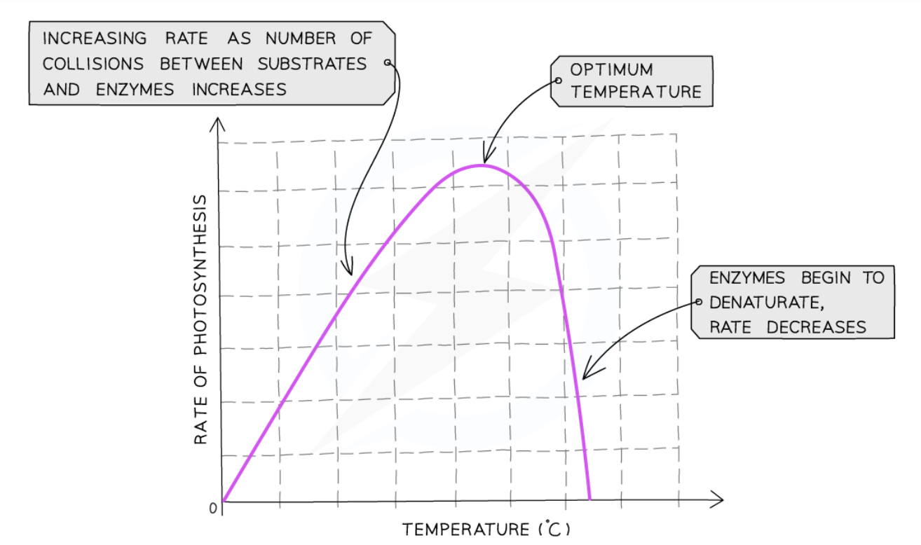 The effect of temperature on the photosynthesis graph can be observed in the diagram above. In the presence of ideal light intensity and carbon dioxide, temperature can become the limiting factor.   As you can see, as we initially increase temperature, the rate of reaction increases until we reach an optimal point. However, if we keep increasing the temperature beyond this point, the enzymes involved in photosynthesis become denatured and hence the reaction slows down. 