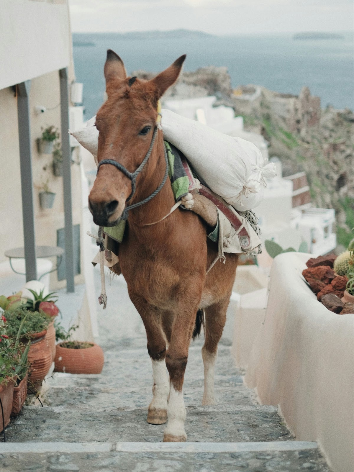 Travelers experiencing a traditional donkey ride in Santorini.