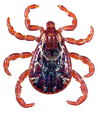 Photo of a Wood Tick on a white background.