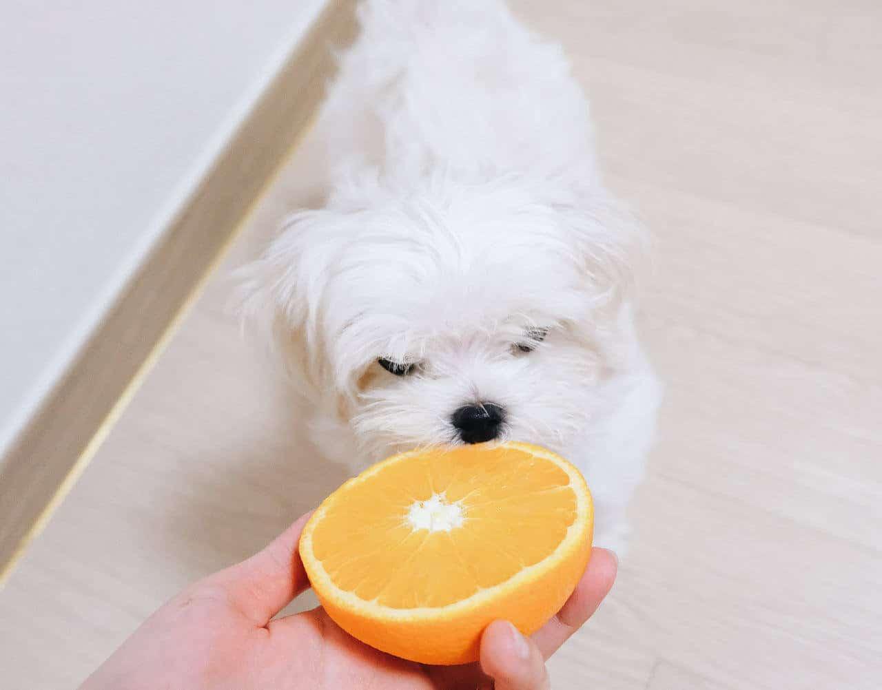 cachorro fofo comendo laranja