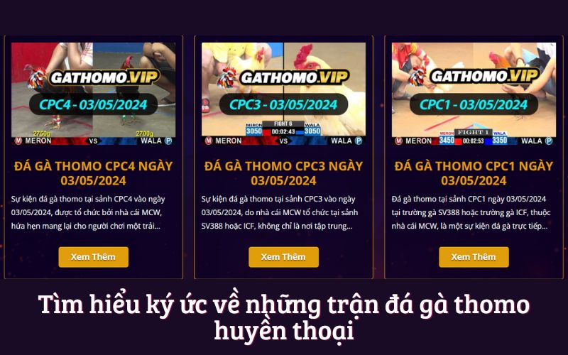 Tìm hiểu ký ức về những trận đá gà thomo huyền thoại