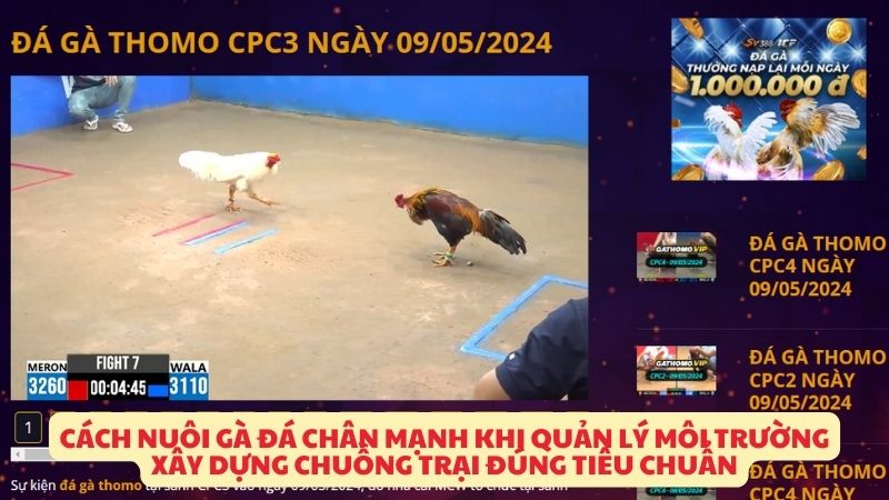 Cách nuôi gà đá chân mạnh khi quản lý môi trường xây dựng chuồng trại đúng tiêu chuẩn