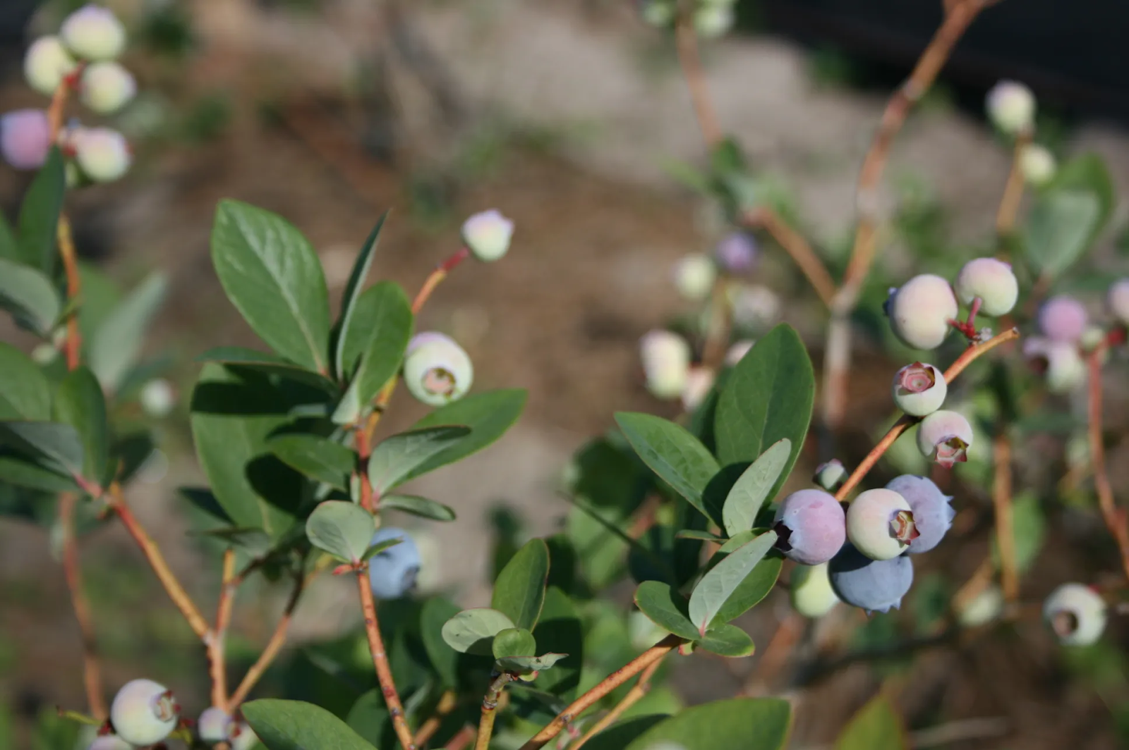 When do blueberries bloom