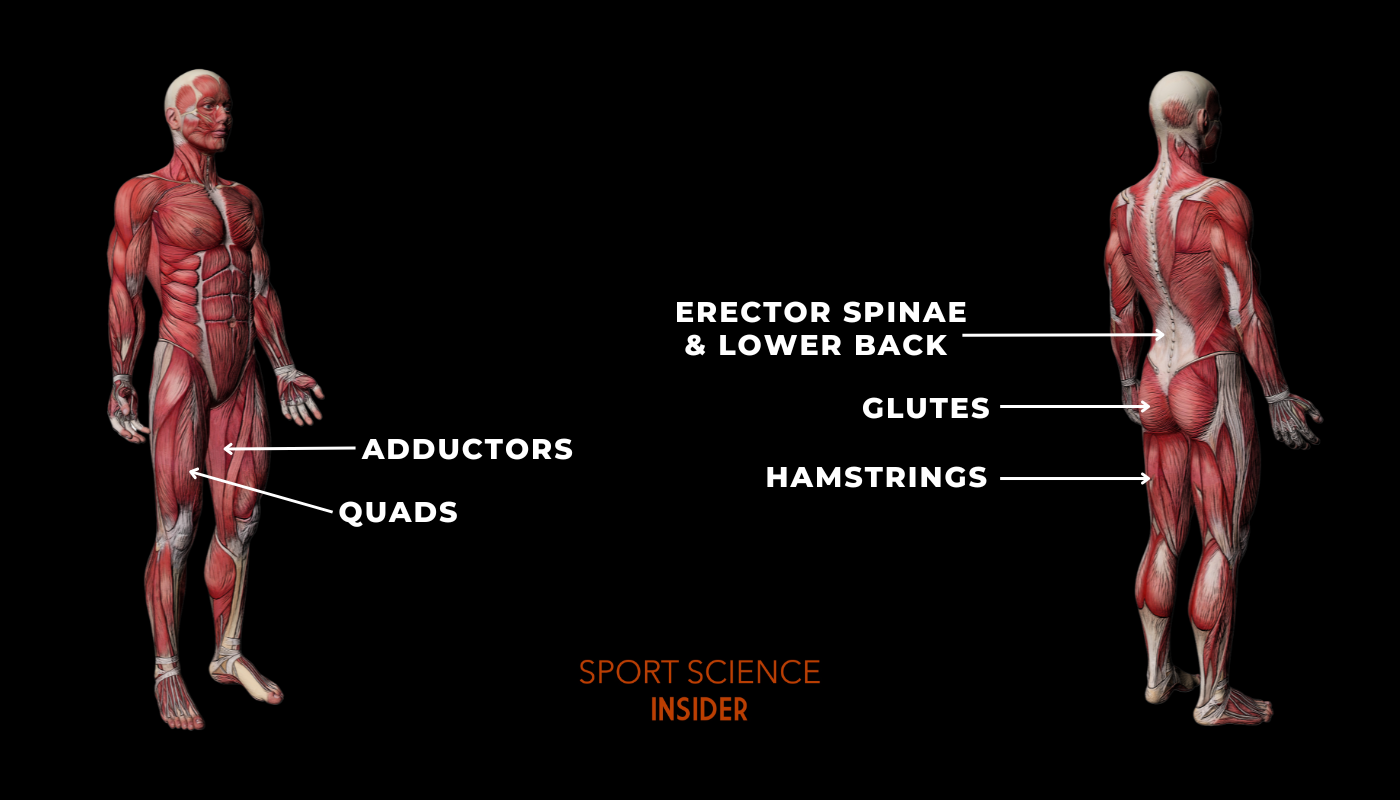 Labelled diagram of muscles worked during squats vs leg press