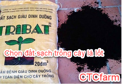 ctcfarm - Những bước cơ bản để trồng cây lá lốt một cách hiệu quả