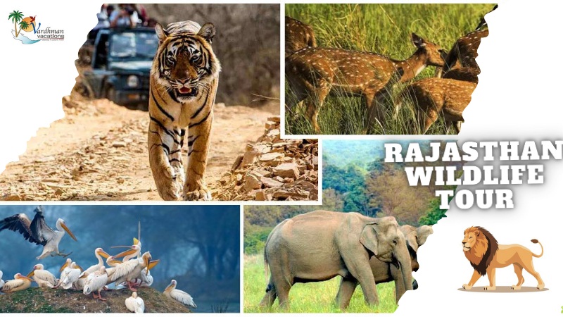 Rajasthan Wildlife Tour