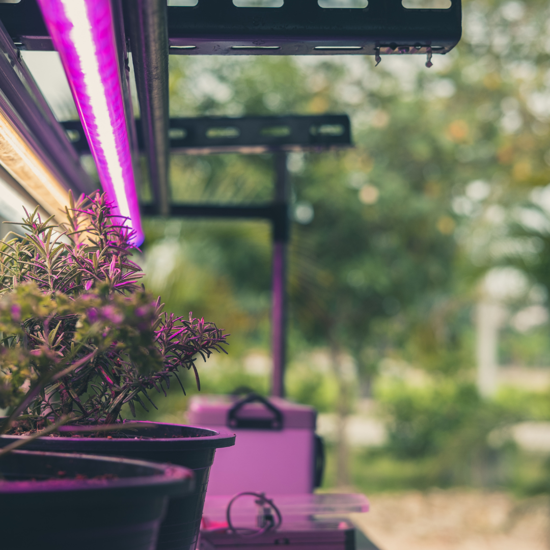 cannabis plants under blue purple grow lights
