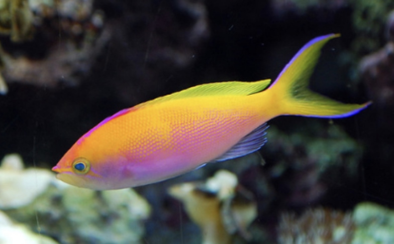Saltwater Fish for Aquariums - Bartlett’s Anthias