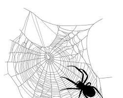 Bildmotiv: spider crawling on a web