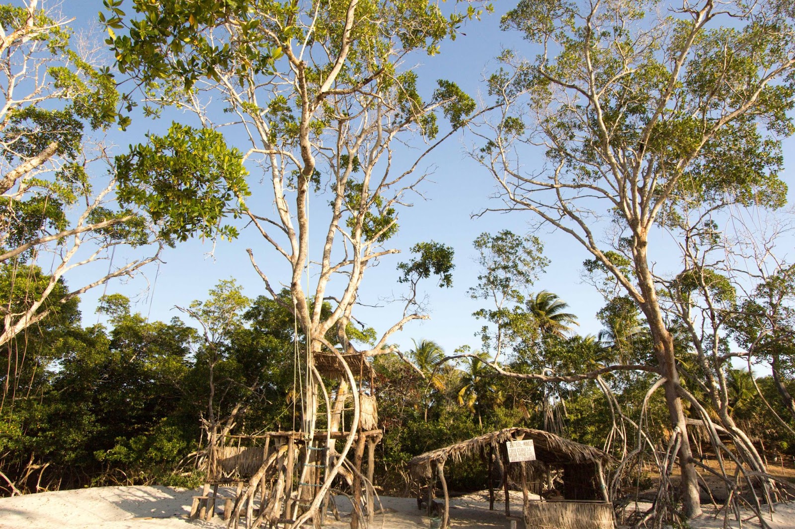 Vegetação típica de mangue na área da Praia de Mangue Seco em Jericoacoara