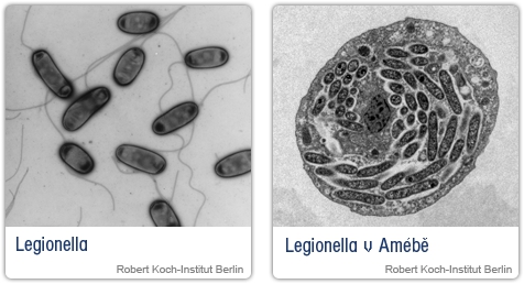 Bakterie legionella pneumophila