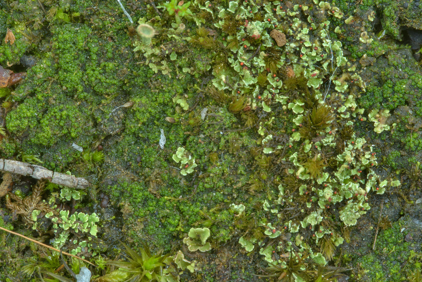 How to Safely Get Rid of and Prevent Algae