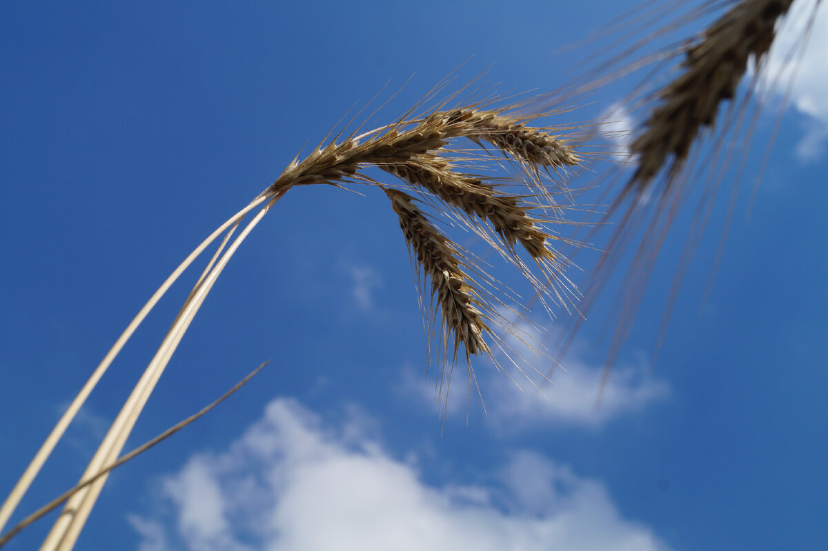 Красивое зерно в поле на фоне неба
