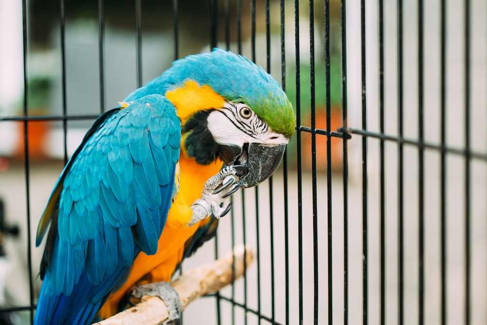 Parrots Boarding