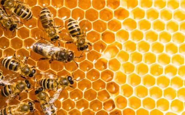 Hình ảnh loài ong trong cuộc sống
