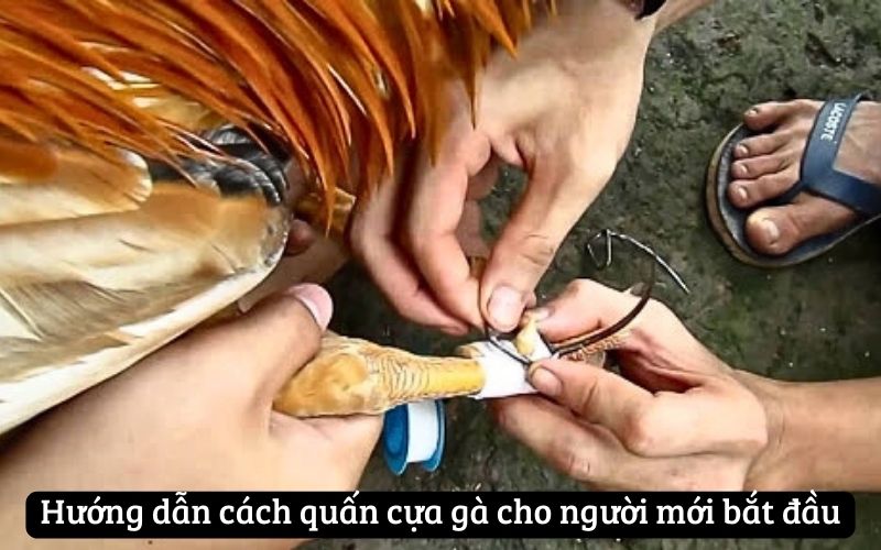 Hướng dẫn cách quấn cựa gà cho người mới bắt đầu