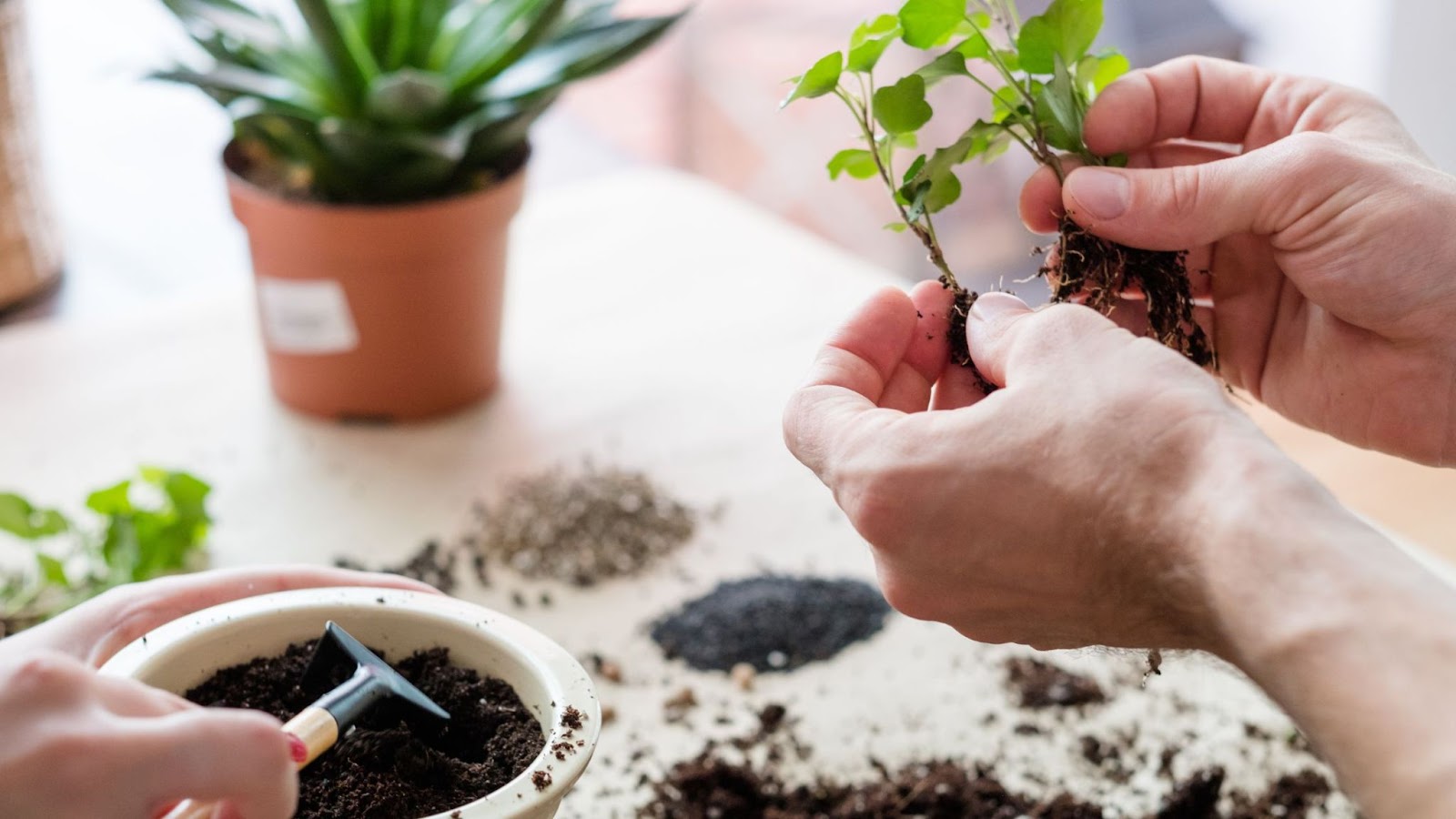 uma horta em casa ajuda a criar um apartamento sustentável.