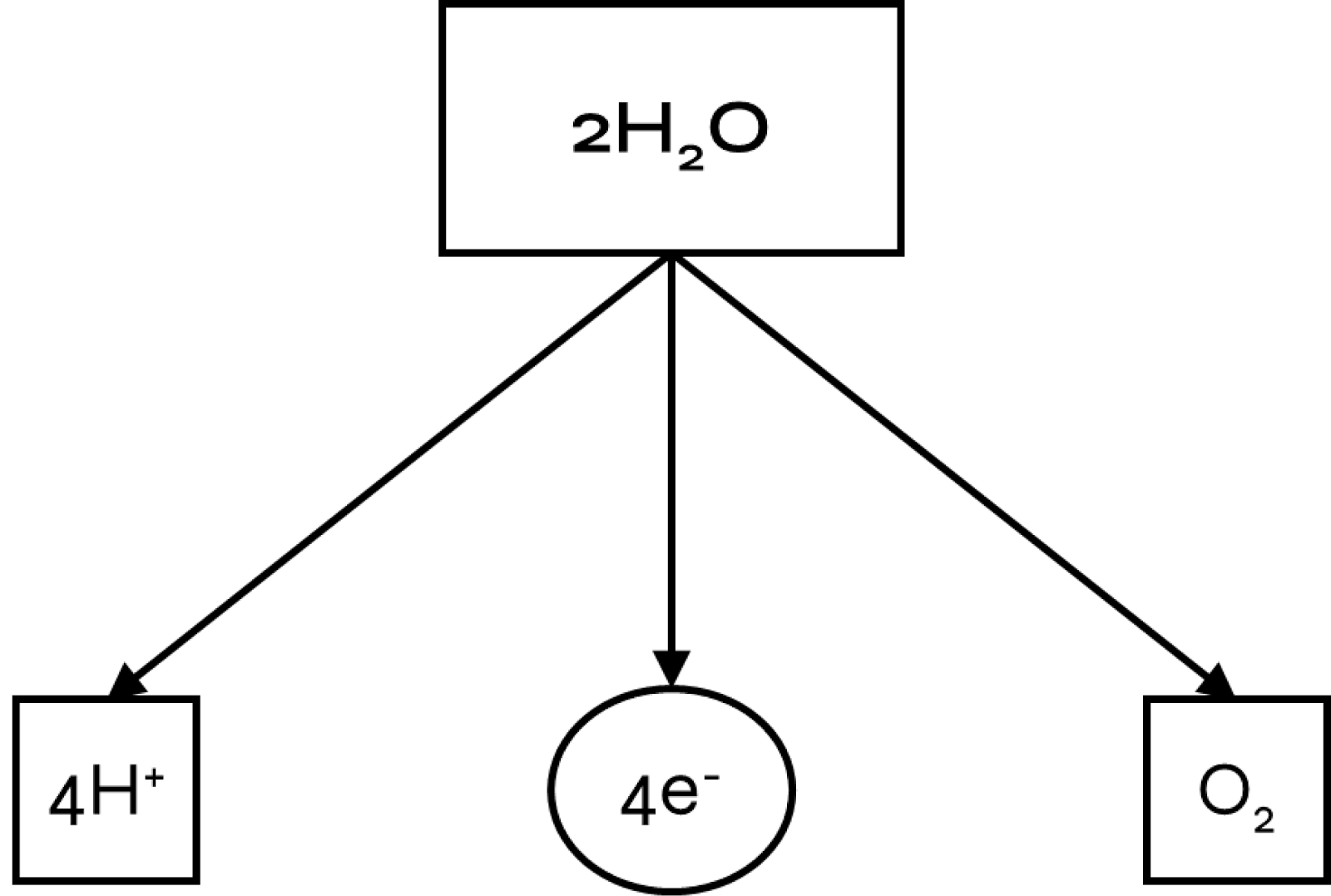 light dependent reaction photosynthesis - image 9 - photolysis of water