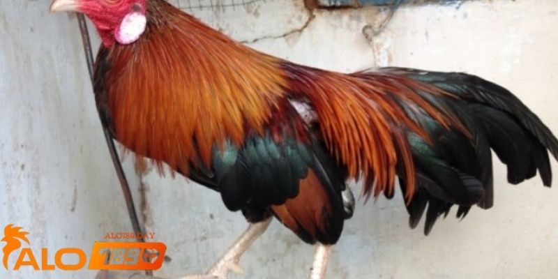 Hình ảnh