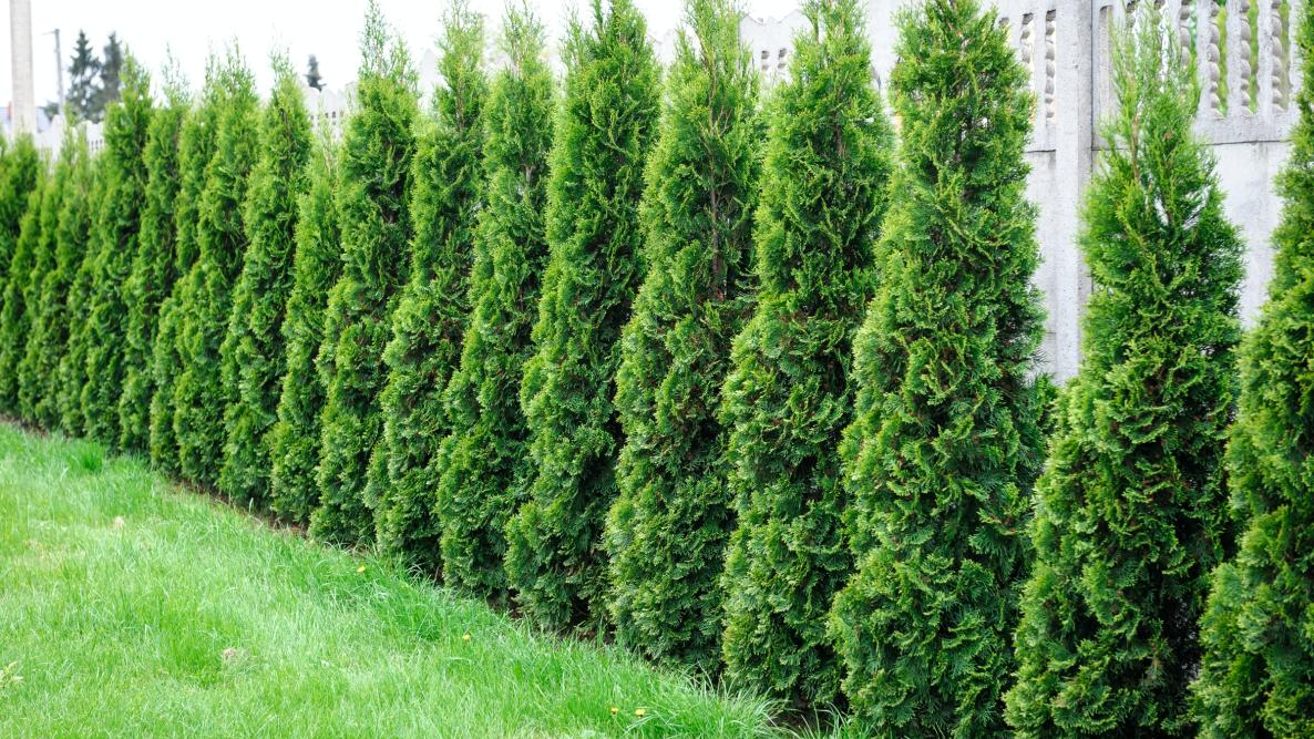 Arborvitae (Thuja spp.)