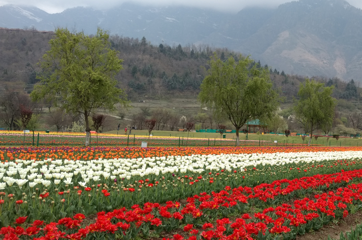 Tulip Garden