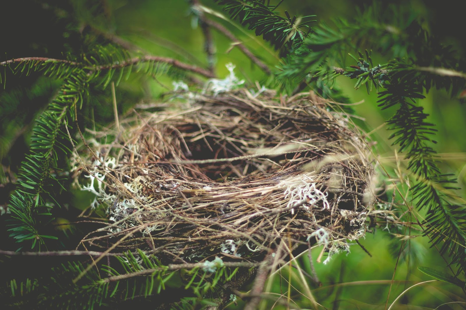 An empty nest on a coniferous tree branch.