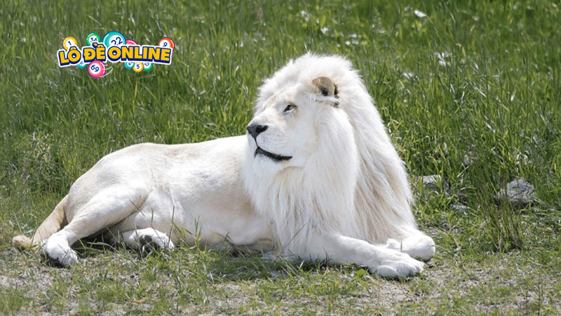 Nằm mơ thấy sư tử trắng - Điềm báo tốt hay xấu
