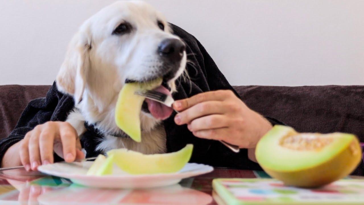 cachorro comendo melão