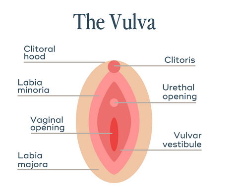 Vulva vs Vagina: What's the difference? – Luna Daily