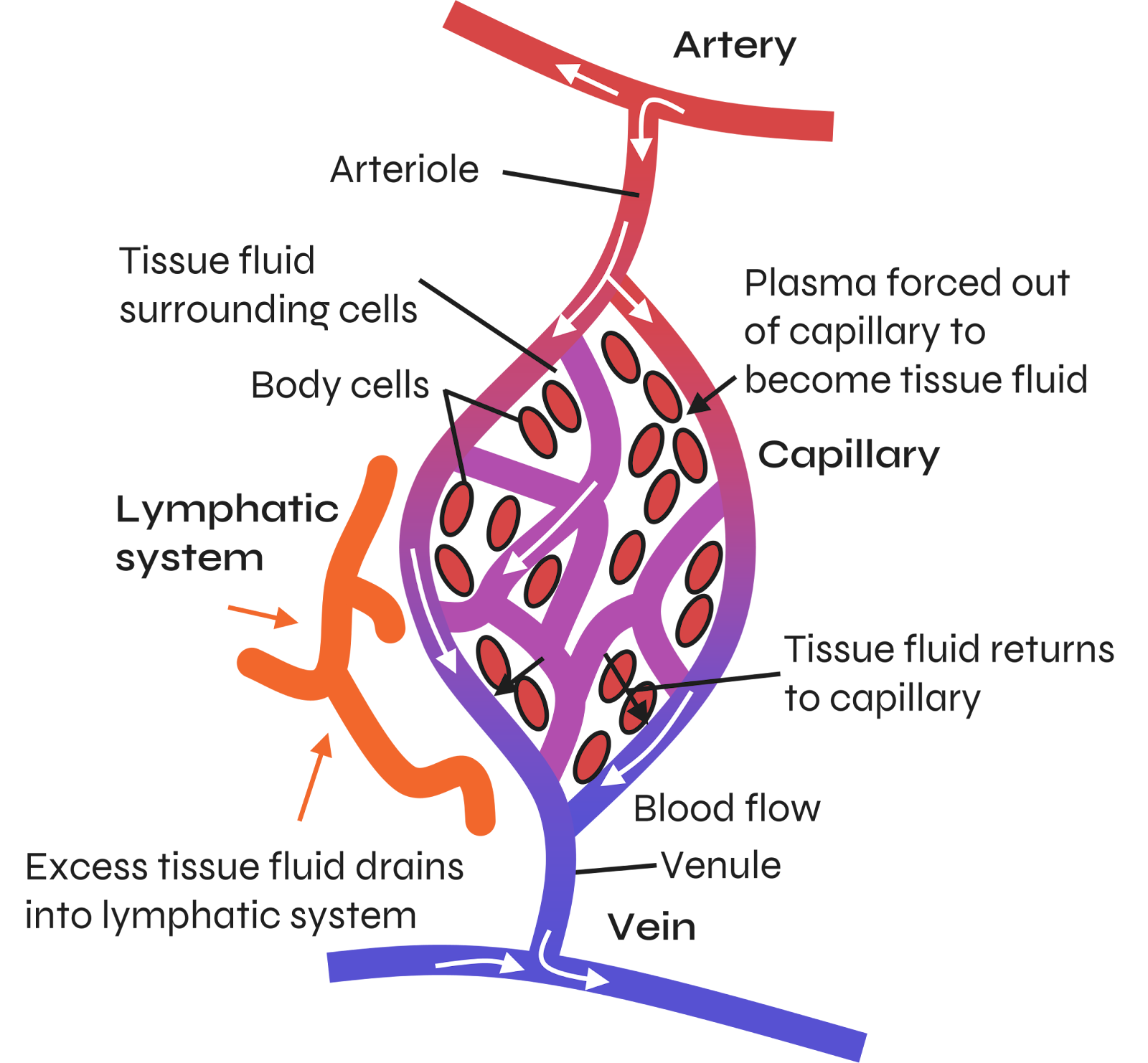 Tissue Fluid: A Level Biology Explained - image 3