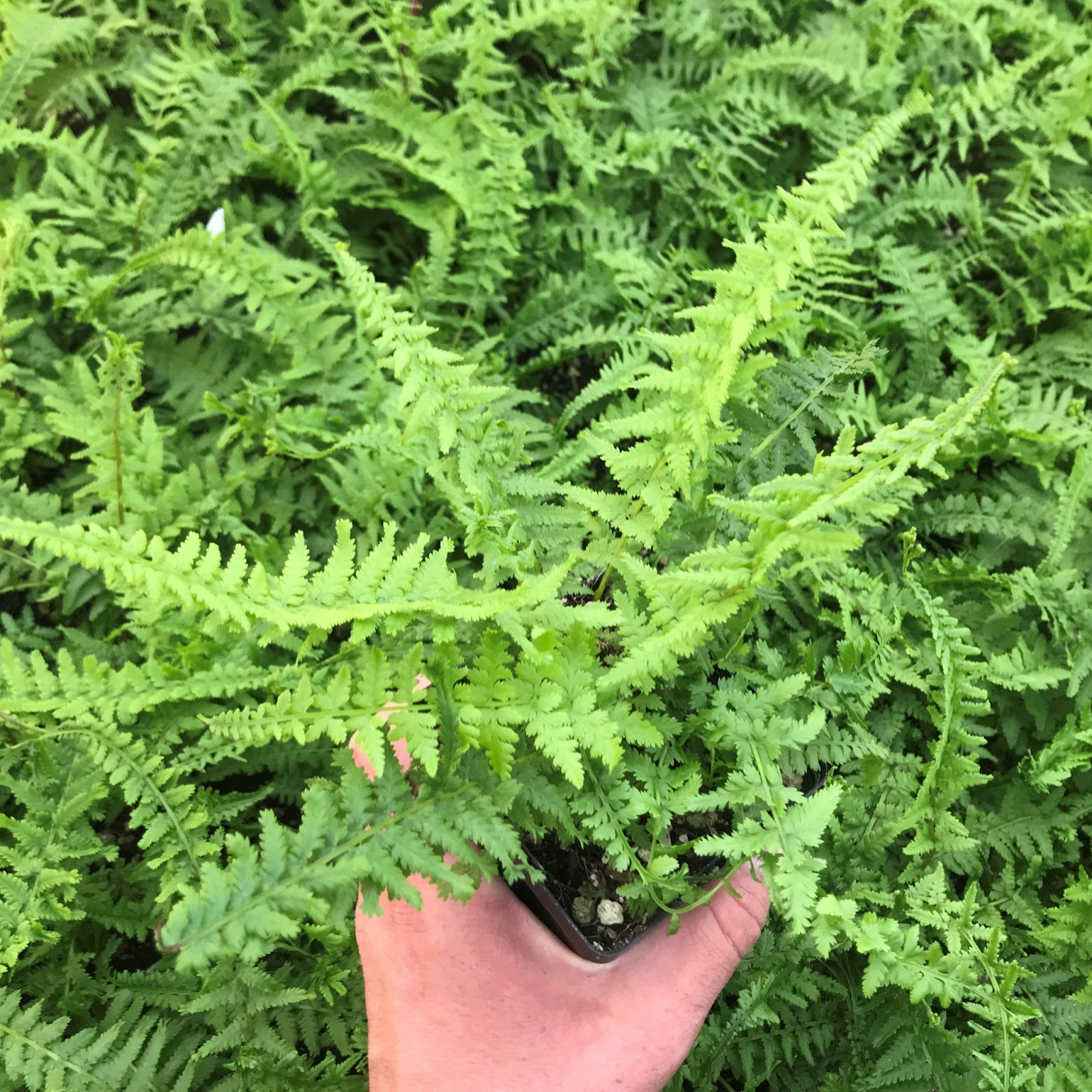 Lady Fern (Athyrium filix-femina)