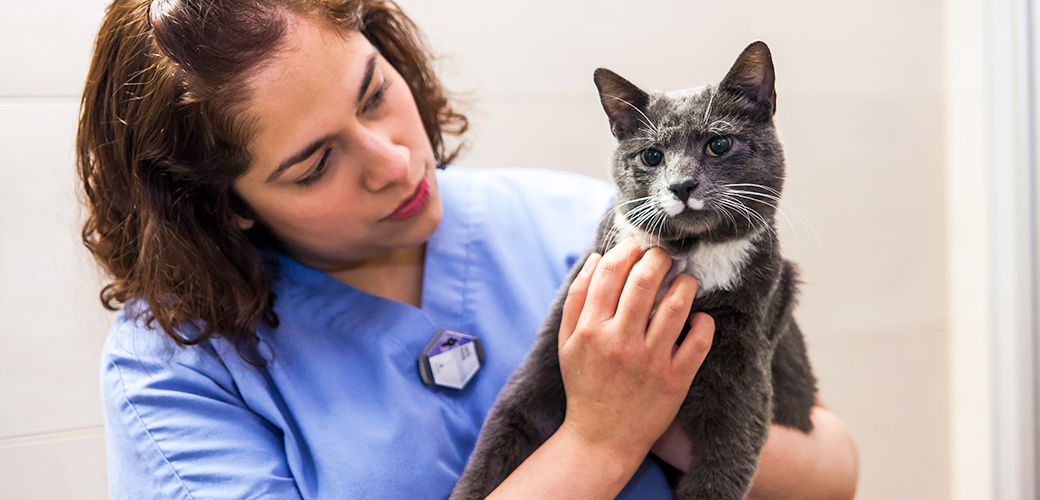 Gastrointestinal Problems in Cats: Key Symptoms & Relief