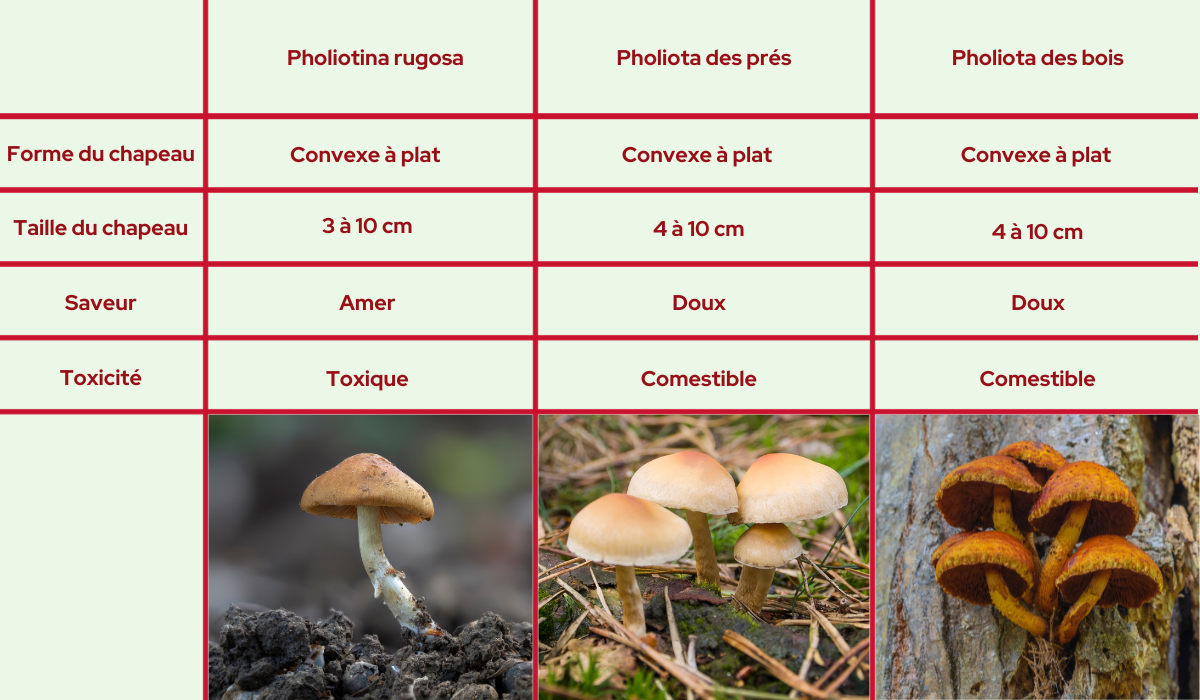 tableau-de-comparaison-de-champignons-mortels