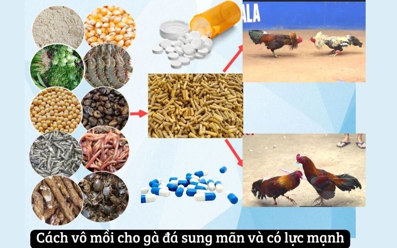 Cách vô mồi cho gà đá sung mãn và có lực mạnh