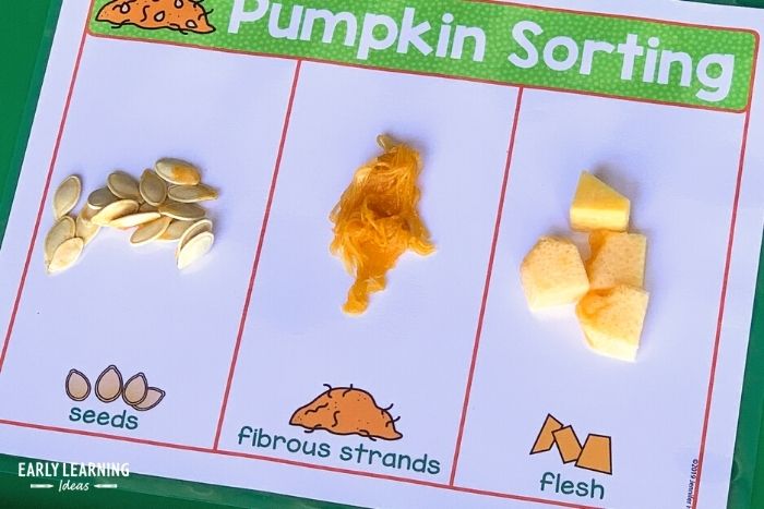 pumpkin science sorting activity.   Kids can sort seeds, pulp, and flesh.