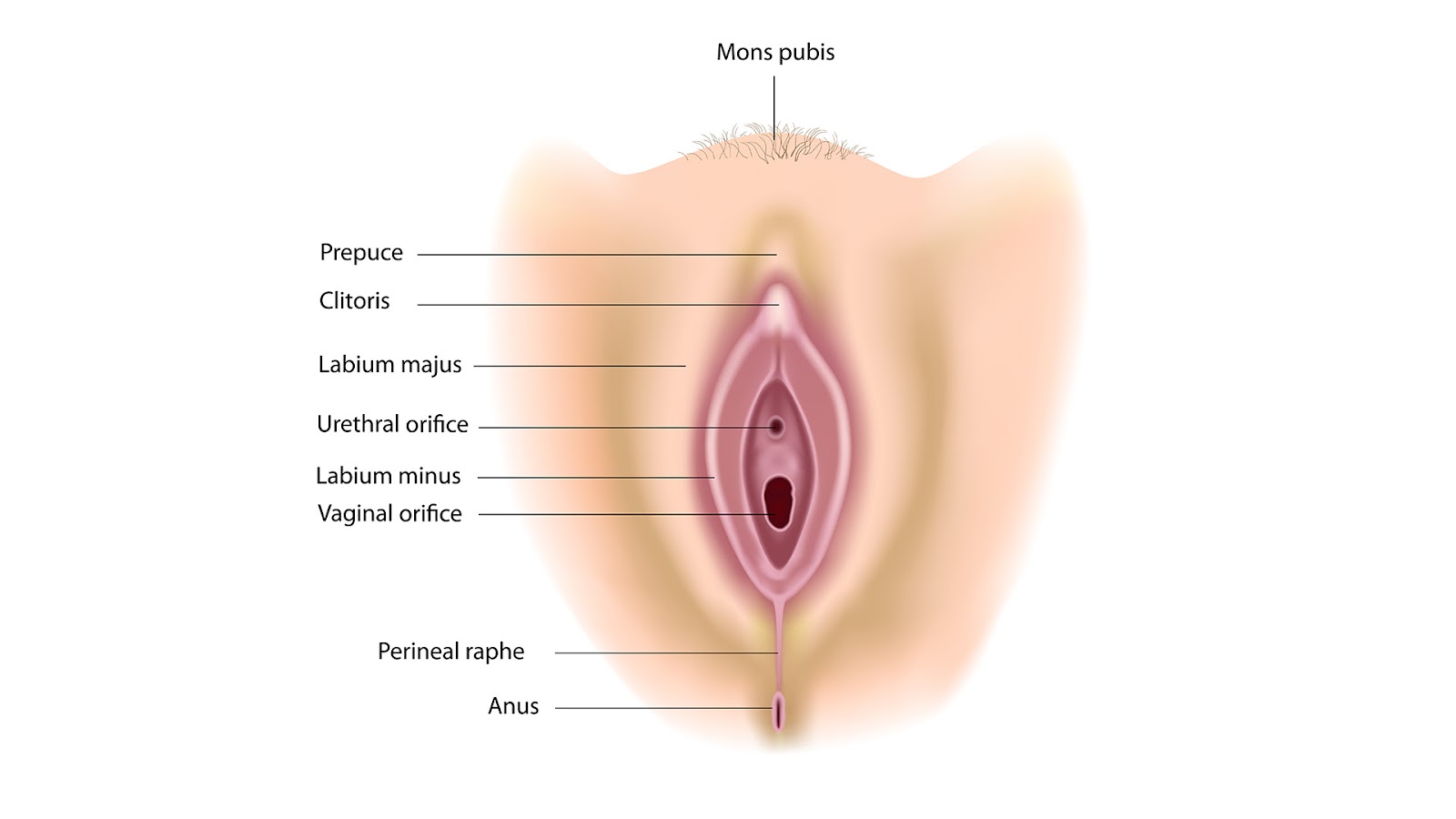 Medical chart of the parts of the vagina