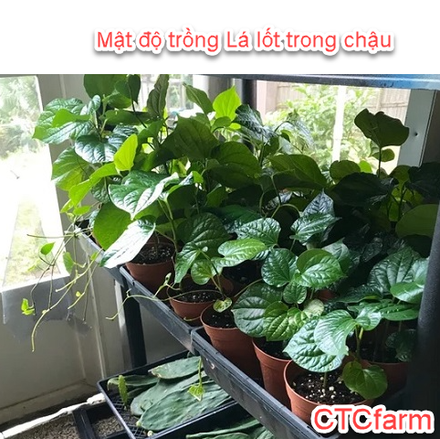 ctcfarm - Những bước cơ bản để trồng cây lá lốt một cách hiệu quả