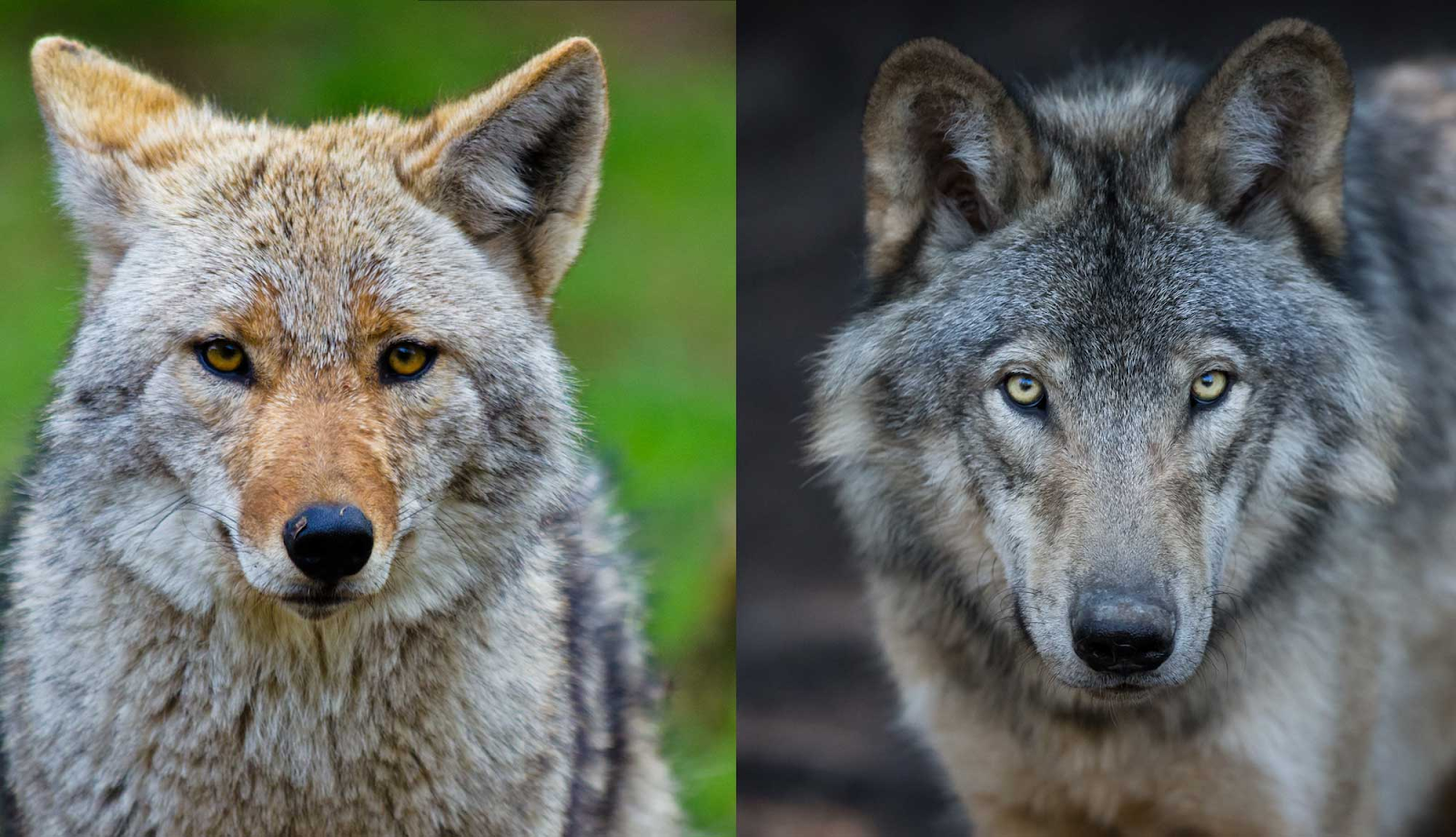 Difference between Wolves and Coyotes?