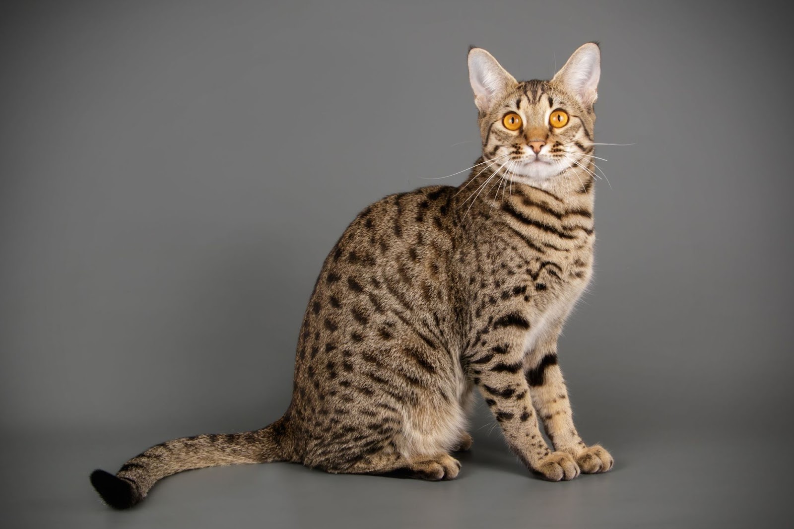 Savannah Cats Breeder