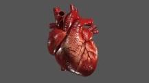 ‫قلب ۳ بعدی که مانند قلب واقعی کار می‌کند چاپ شد‬‎