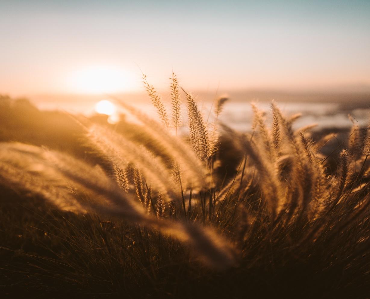 A field of wheat with the sun in the background

Description automatically generated with medium confidence