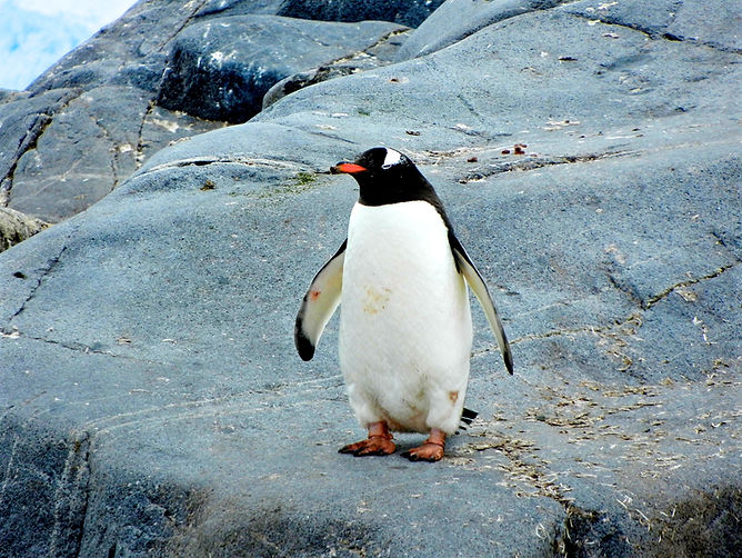 Penguin