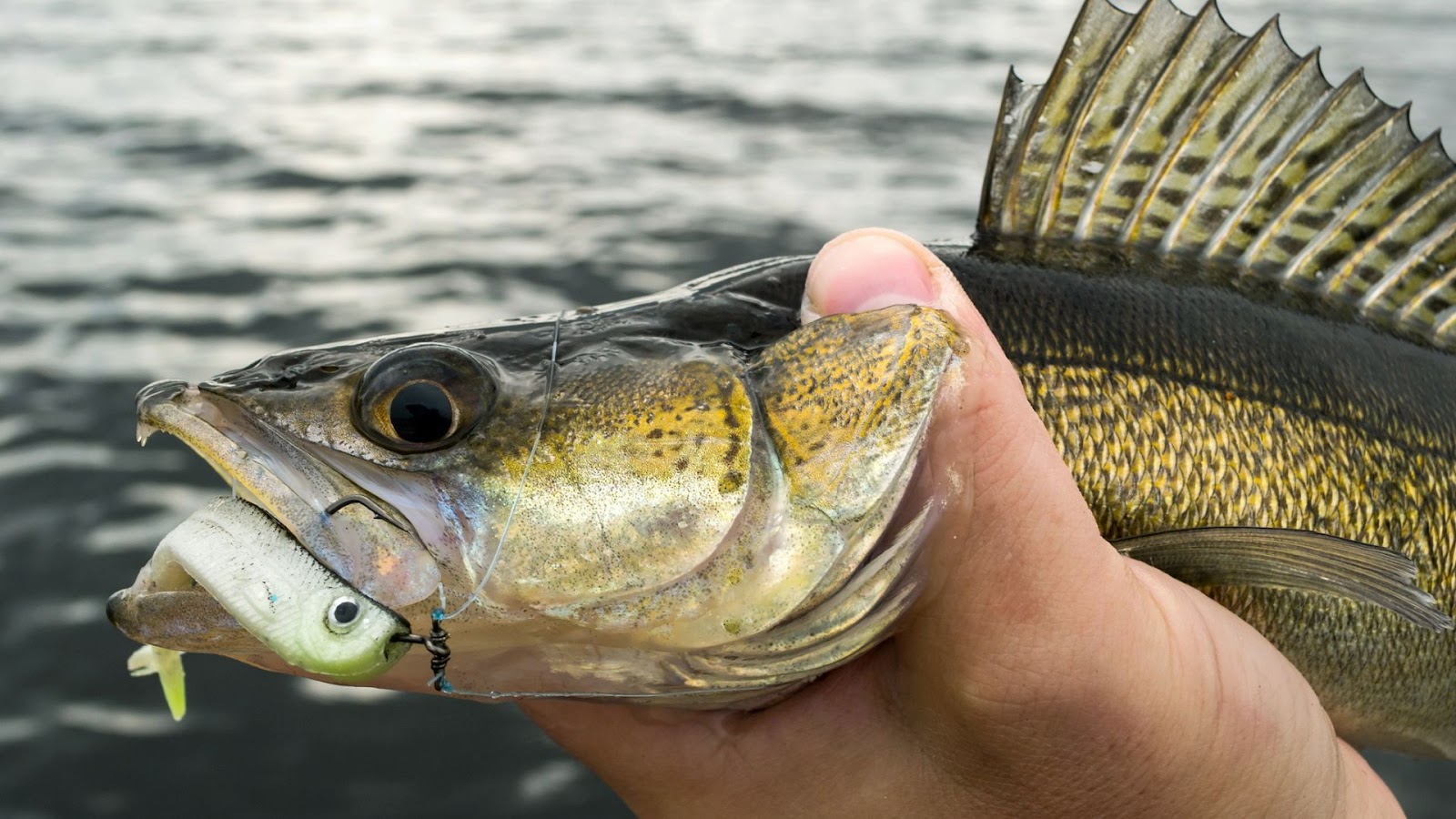 regulations and ethics when to keep or release walleye fish - targeting big walleye fish and ice fishing