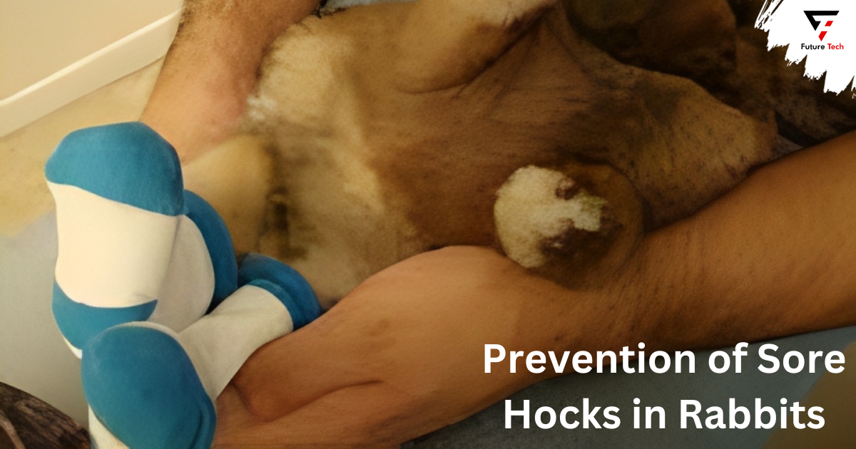 Prevention of Sore Hocks in Rabbits
