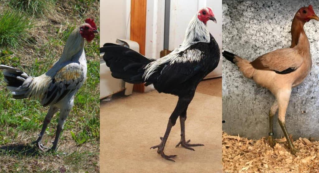 Top 12 Most Beautiful Chicken Breeds (with Pictures)