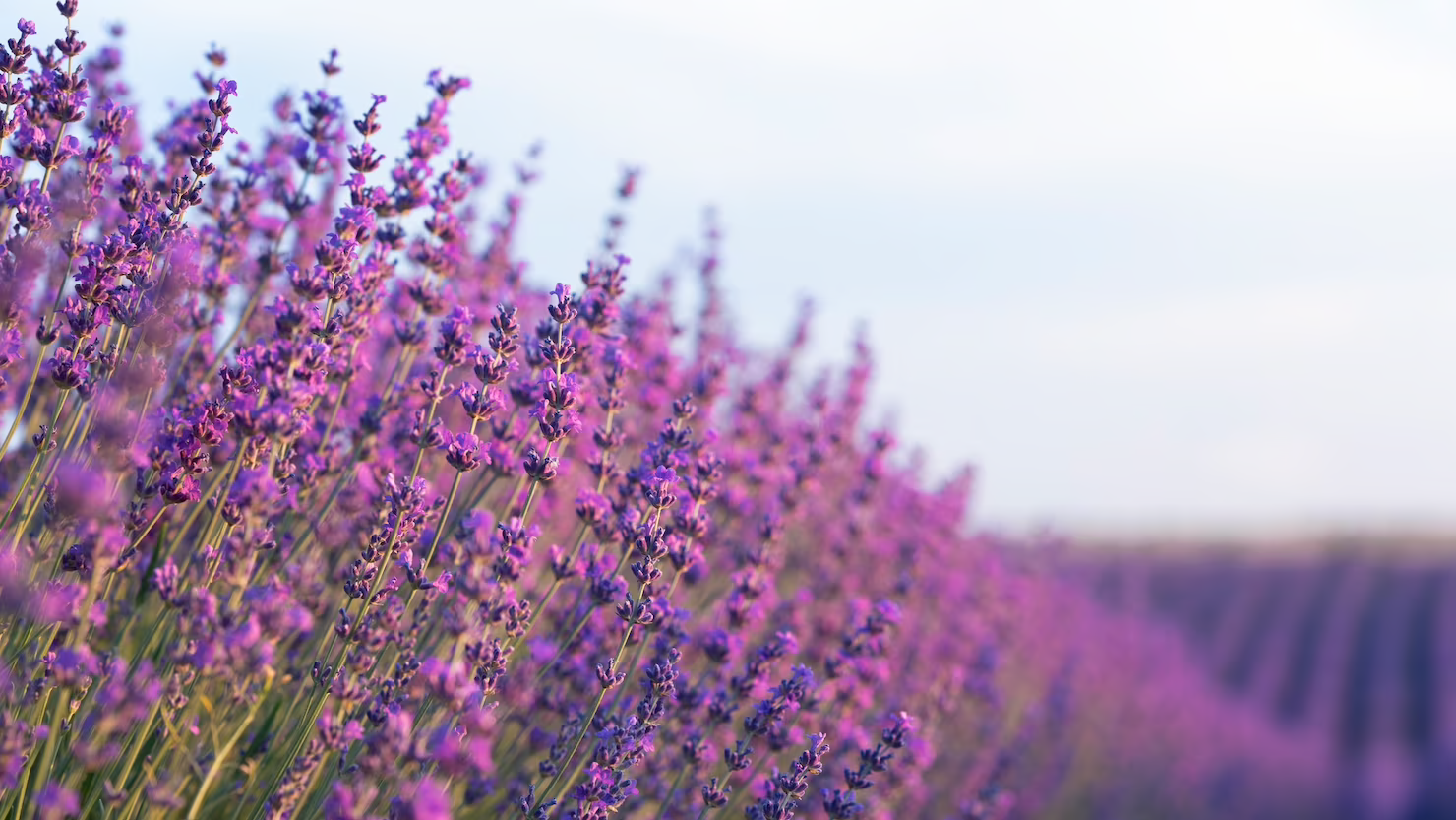 Come si coltiva la lavanda?