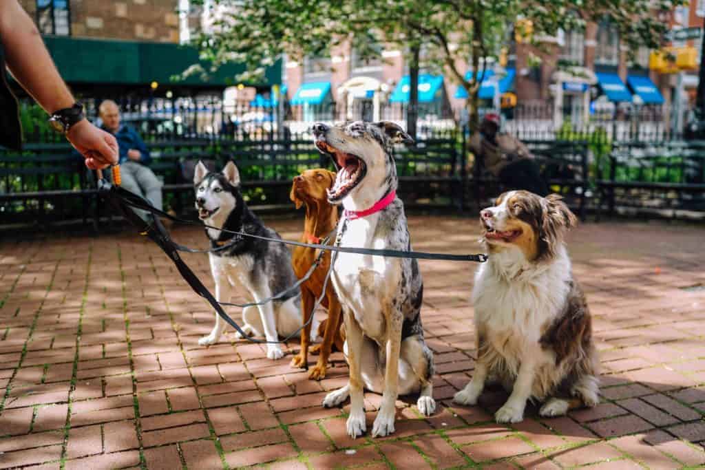 senior retiree working as a dog walker